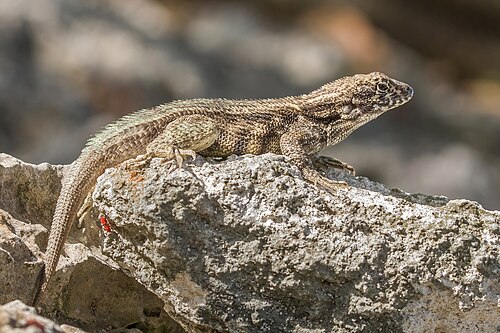Leiocephalus varius, by Charlesjsharp