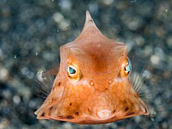 Thornback cowfish (Lactoria fornasini) (43629194360)