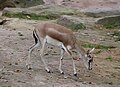 Gazella subgutturosa (cat) Female