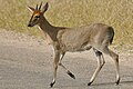 Male