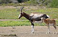 Damaliscus pygargus (cat)
