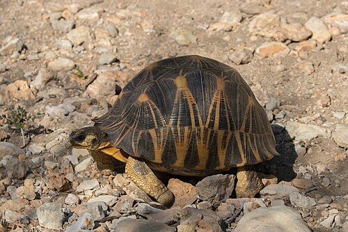 Radiated tortoise, by Charlesjsharp