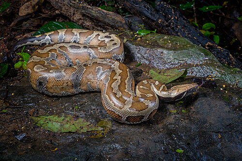 Python brongersmai, by Rushenb