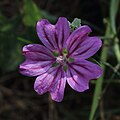 Wilde Malve Malva sylvestris