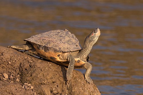 Indian tent turtle, by Charlesjsharp