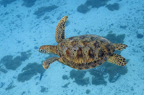 Green sea turtle, by Charlesjsharp