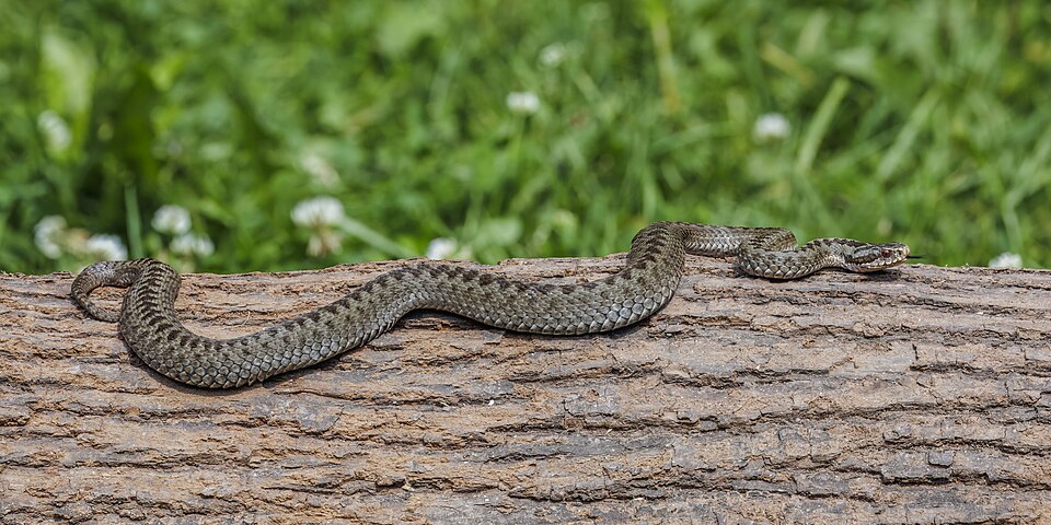 Adder, by Charlesjsharp