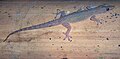 Hemidactylus frenatus