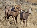 Ovis canadensis (cat)