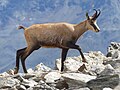 Rupicapra rupicapra (cat)
