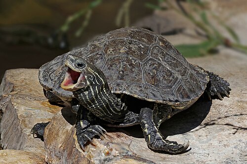 Balkan terrapin, by Charlesjsharp