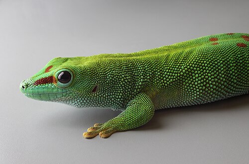 Phelsuma grandis, by Holleday