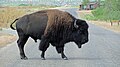 Bison bison (cat) Male