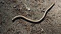 ... Anguis fragilis