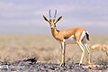 Gazella bennettii (cat)