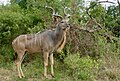 Tragelaphus strepsiceros (cat) Male