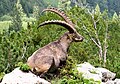Capra ibex (cat)