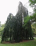 Hängebuche Fagus sylvatica f. pendula
