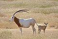 Oryx dammah (cat)