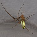 Gemeine Streckerspinne, Tetragnatha extensa