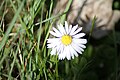 Gänseblümchen, Bellis perennis