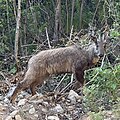 Naemorhedus griseus (cat)