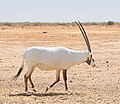 Oryx leucoryx (cat) Male