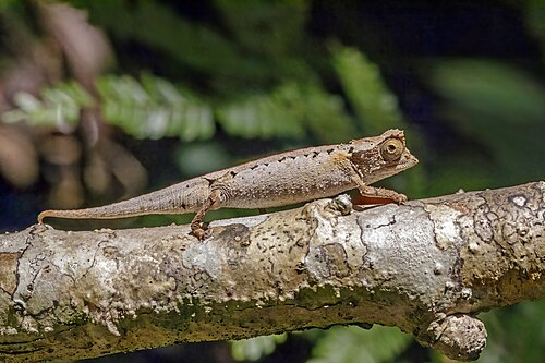 Brookesia stumpffi, by Charlesjsharp