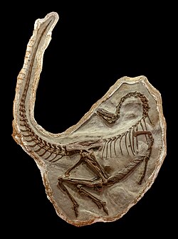 Ornithomimus, by Crisco 1492