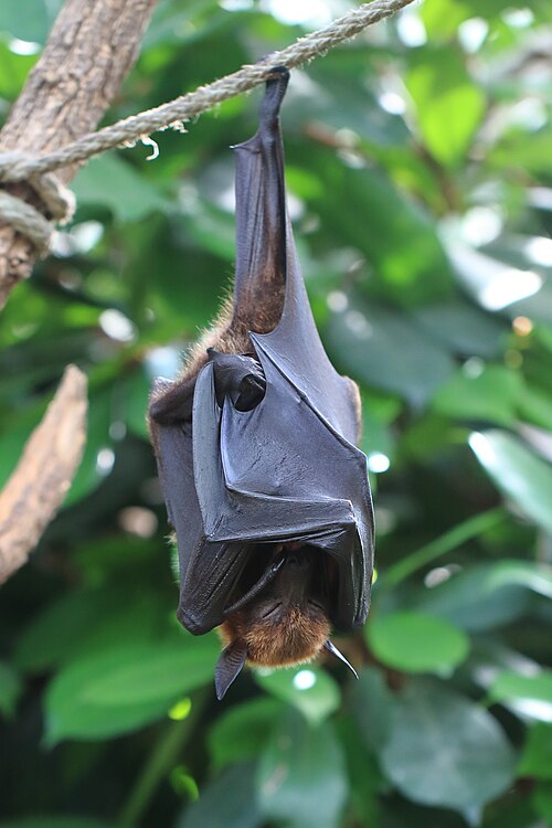 File:Wilhelma Kalong-Flughund Pteropus vampyrus 0513.jpg