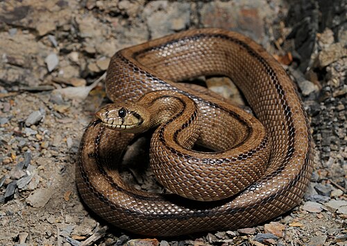 Ladder snake, by Benny Trapp (edited by Papa Lima Whiskey 2)