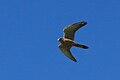 Turmfalke ...