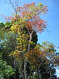 pohon dengan dedaunan merah merah di pesisir pantai bangka?