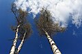 ... Betula pendula