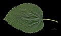 dto. Blatt Oberseite