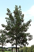2009 Berg-Ahorn, Acer pseudoplatanus