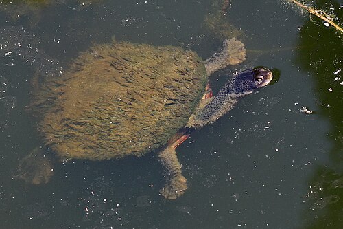Eastern long-necked turtle, by John O'Neill