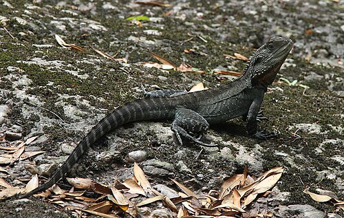 Australian water dragon, by John O'Neill