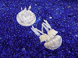 Upside-down Jellyfish