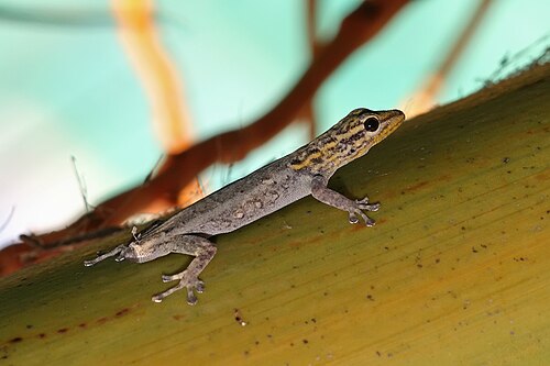 White-headed dwarf gecko, by Muhammad Mahdi Karim