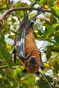 "045 Indian flying fox in Keoladeo National Park Photo by Giles Laurent.jpg", uploaded by User:Giles Laurent