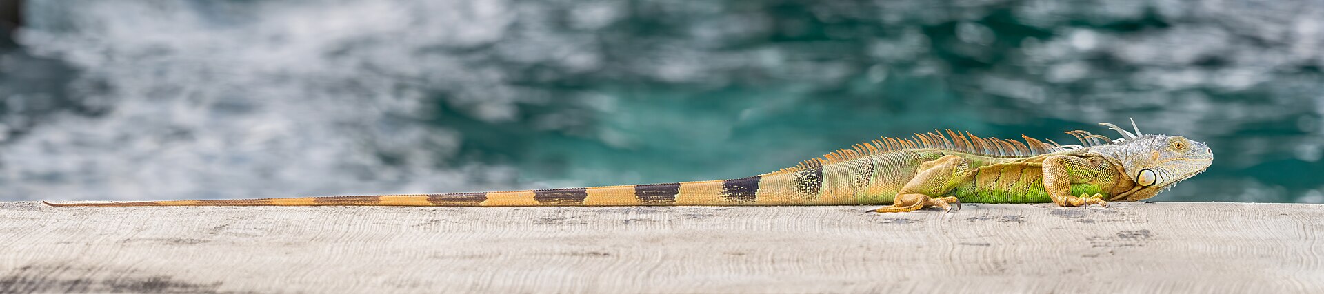 Green iguana, by Rhododendrites (edited by PetarM)