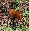 Cephalophus nigrifrons (cat)