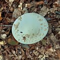 ... Amanita citrina