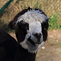 Alpaka
