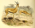 Eudorcas rufifrons (cat)