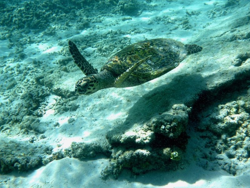 gili mimpang