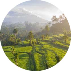 sidemen ricefields