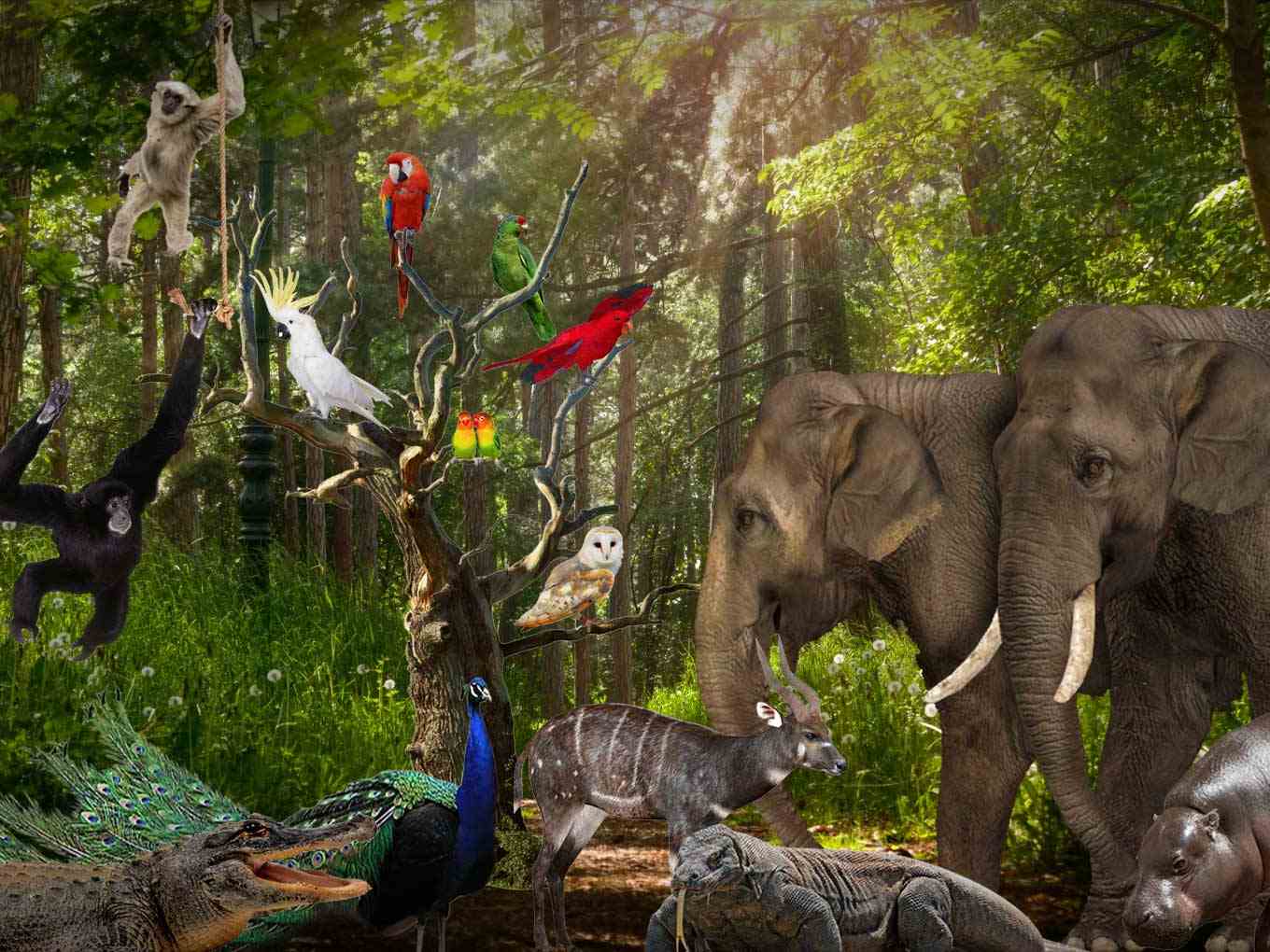 wildlife 1360