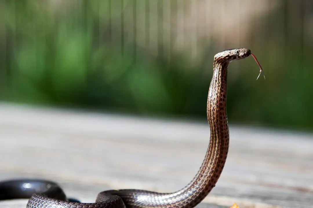 king cobra bali